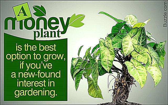 実際に働くあなたのお金の植物のための簡単なケアの説明