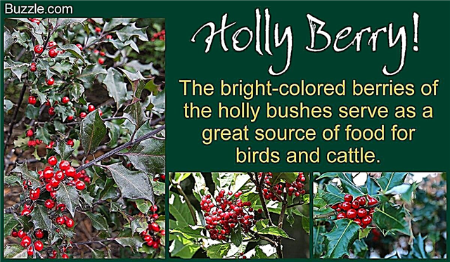 Holly põõsaste unikaalsete ja erinevat tüüpi paljastamine