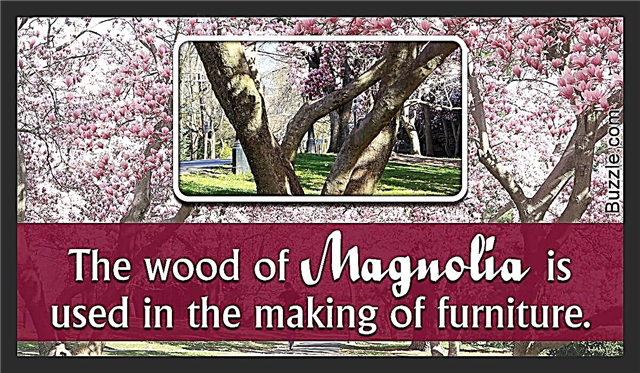 Magnolia japonais: variétés, soins et autres faits importants