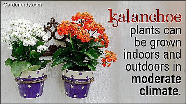 Věci, které byste měli vědět o péči o rostliny Kalanchoe