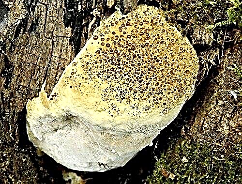 オークの木の菌の種類