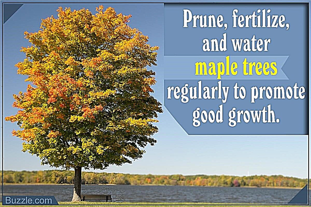 Kend om Maple Tree Fungus og hvordan man fjerner det
