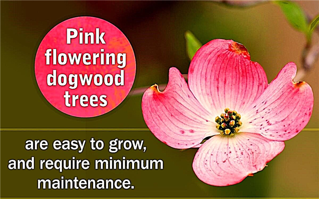 गुलाबी फूल वाले पेड़