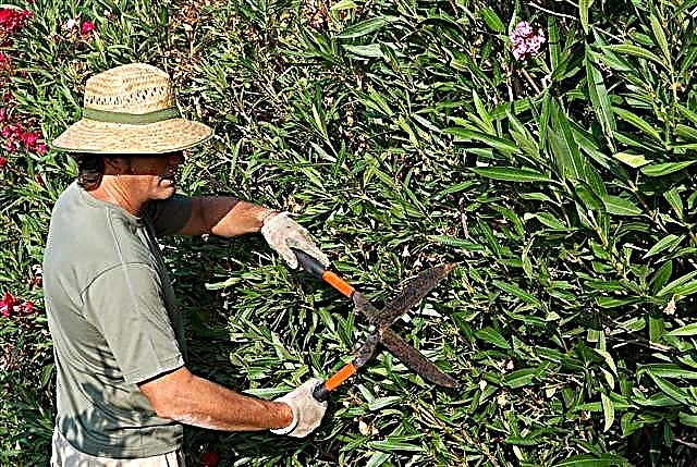 Viktige instruksjoner for beskjæring av oleanders