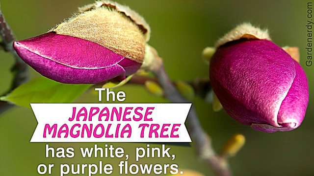 Gambar Pokok Magnolia