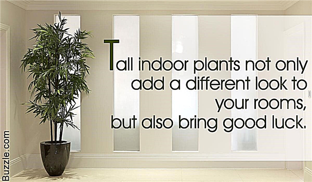 Vysoké izbové rastliny, ktoré sú nádherné a ľahko sa udržiavajú