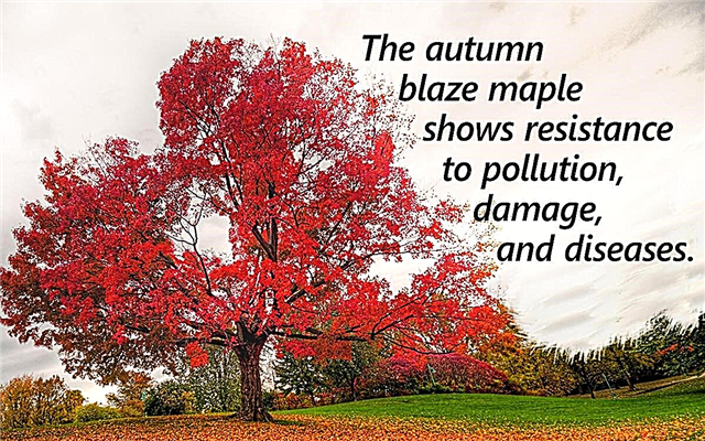 Autumn Blaze Maple Wachstumsrate