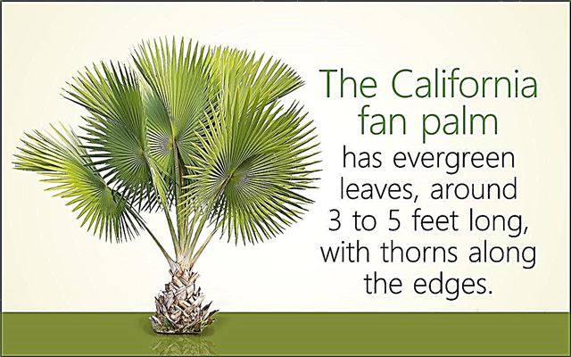 Entretien des palmiers en éventail