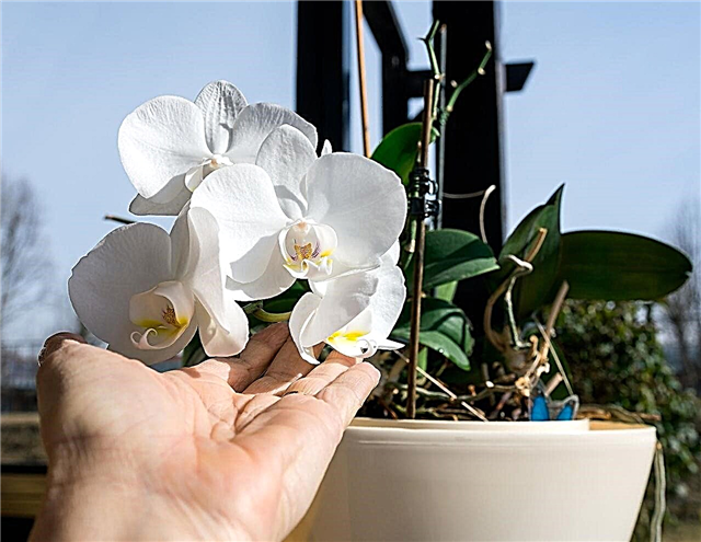 Koristni nasveti za nego in vzdrževanje orhidej Phalaenopsis