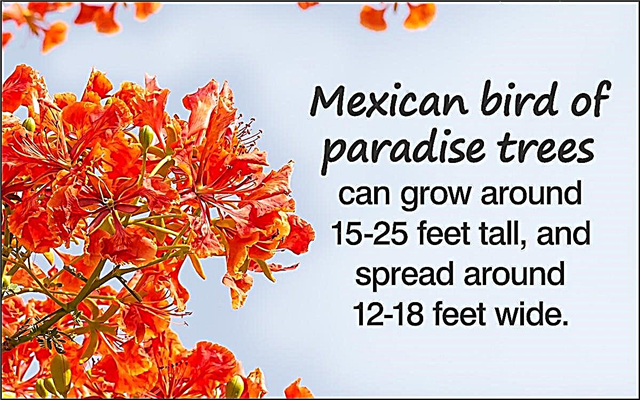 Gör dina grannar avundsjuka! Plantera den mexikanska paradisfågeln