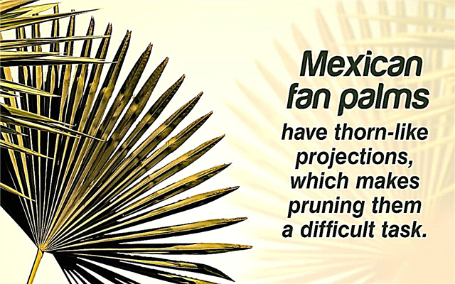 Îngrijirea palmei a fanilor mexicani