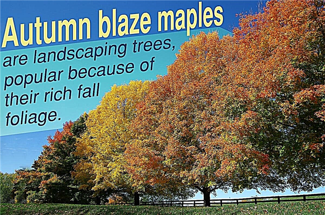 Fakty o jesennom blaze javor