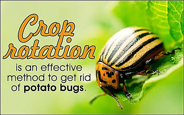 No-fail-tip til, hvordan man kan slippe af med kartoffelbugs