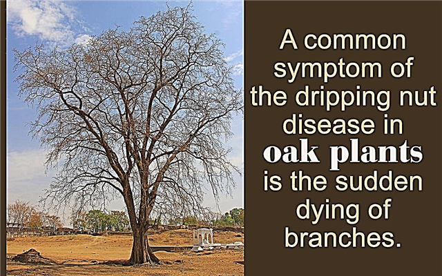 Хвороби, що вражають живі дубові дерева