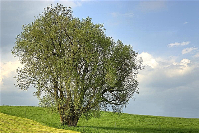 Weidenakazienbaum