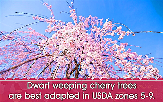 Dwarf Weeping Cherry Tree