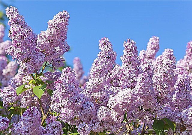 Daftar Brilian dari Berbagai Jenis Lilac Bush Dengan Gambar