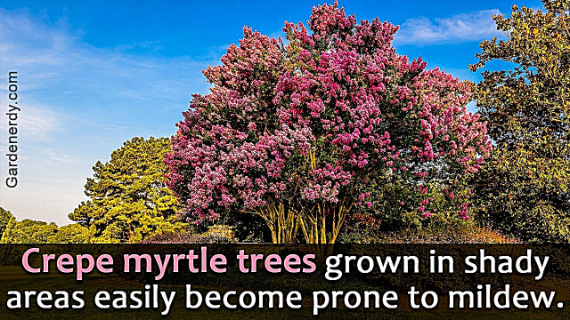 Συχνές ασθένειες που δημιουργούν προβλήματα στα Crepe Myrtle Trees