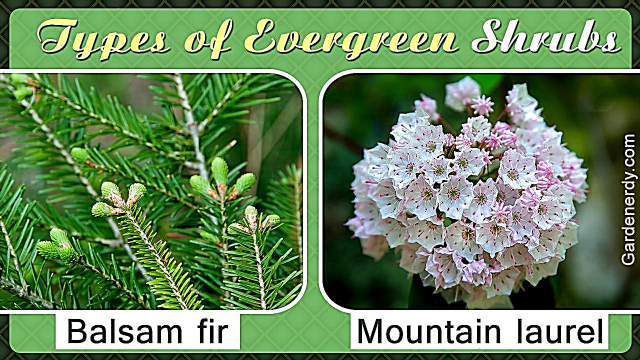 Jenis-Jenis Tanaman Evergreen yang biasa