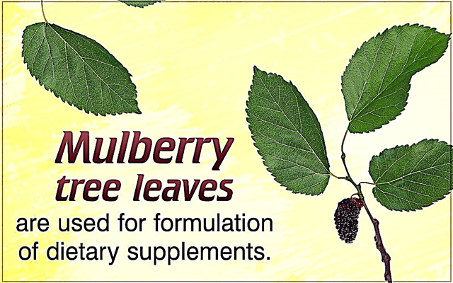 Mulberry Tree Leaves
