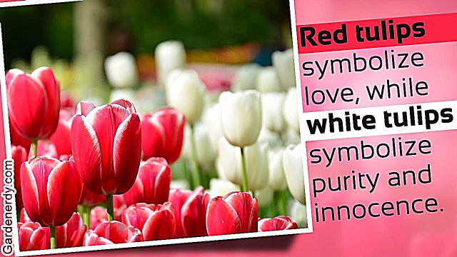 Tulpide erinevate värvide tähendused, mida te ei teadnud