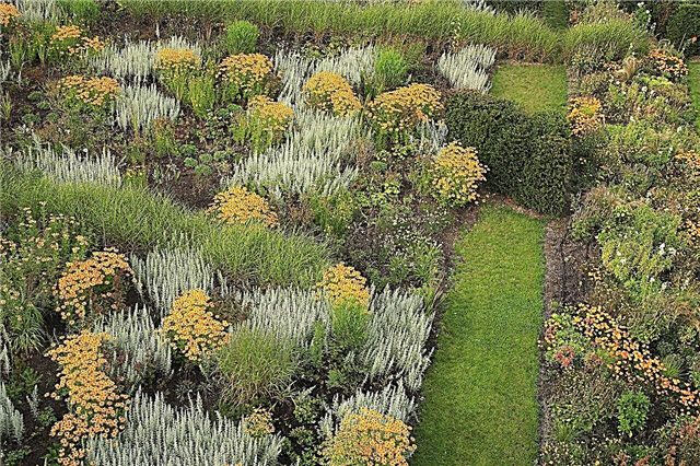 Daftar A-Z Rumput Hias Yang Tumbuh Dengan Baik di Tempat Teduh