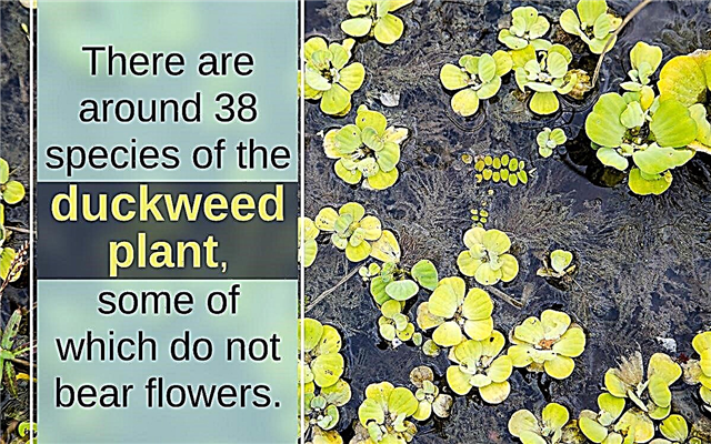 Duckweed Fakta