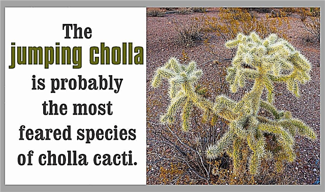 Cholla Cactus Tények