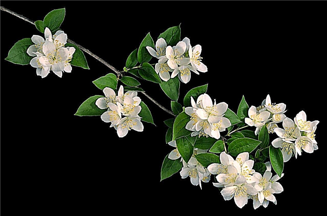 Din guide till plantering och underhåll av asiatiska jasminväxter