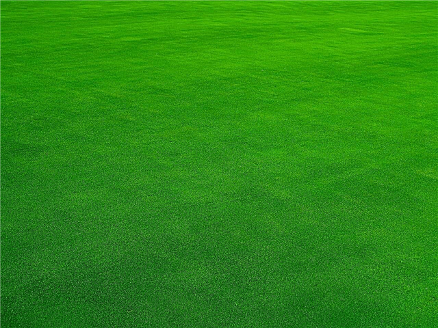 Biết cách chăm sóc Emerald Zoysia để có một bãi cỏ xanh tốt