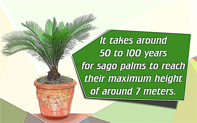 Kako gojiti Sago palme iz mladičev