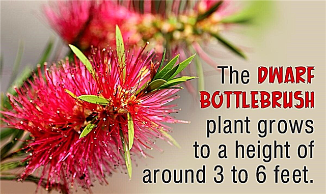 Jak pěstovat a pečlivě se starat o trpasličí kartáč na lahve