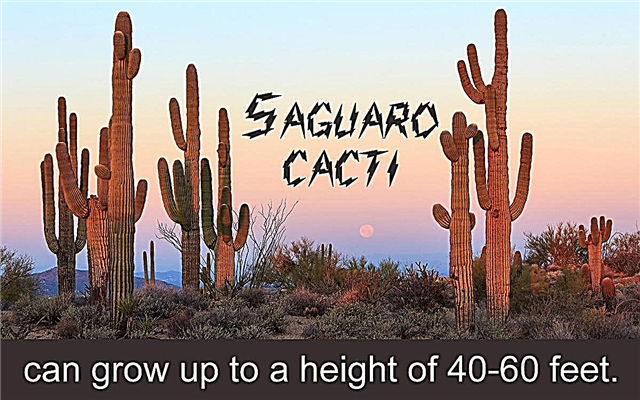 טיפול בקקטוס Saguaro