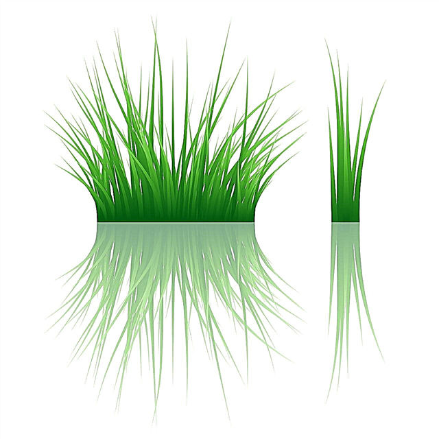 Asjad, mida peate teadma sinikaera rohu kasvatamise ja hooldamise kohta