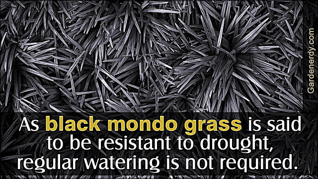 טיפים חיוניים כיצד לטפל בדשא שחור מונדו