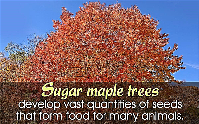 Cukraus klevo medžio faktai