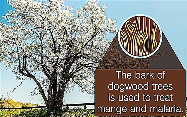 Sự kiện về cây Dogwood