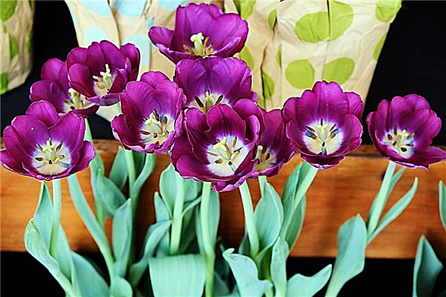 All die schönsten Dinge über lila Tulpen