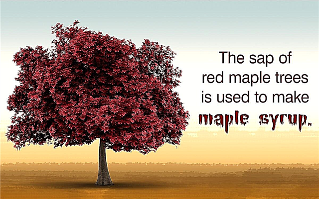 赤いカエデの木の事実