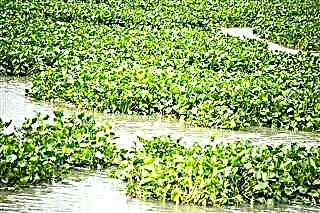 Kaedah Yang Mudah Dipraktikkan untuk Mengendalikan Kutu Air Hyacinth