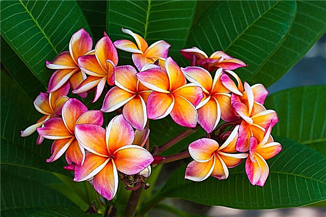 Поразительный список гавайских цветов с названиями и изображениями