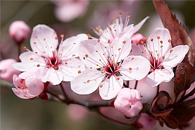 Szimbolika és a cseresznyevirág jelentése