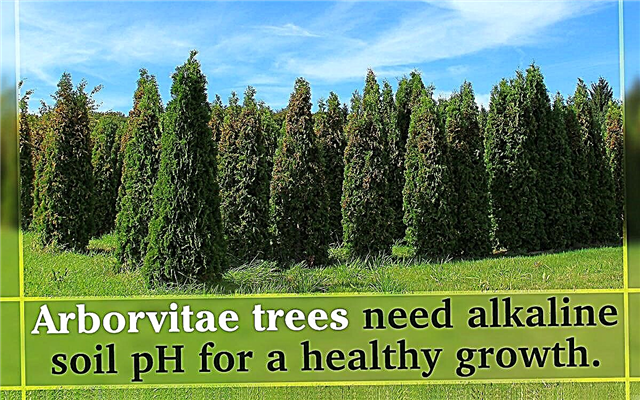 Información sobre árboles Arborvitae
