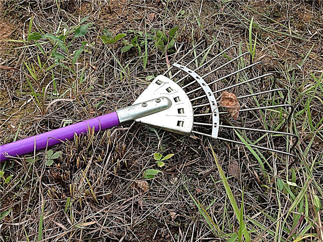 Pelajari Cara Menggunakan Rake Dethatching untuk Membuat Rumput Anda Terlihat Desir