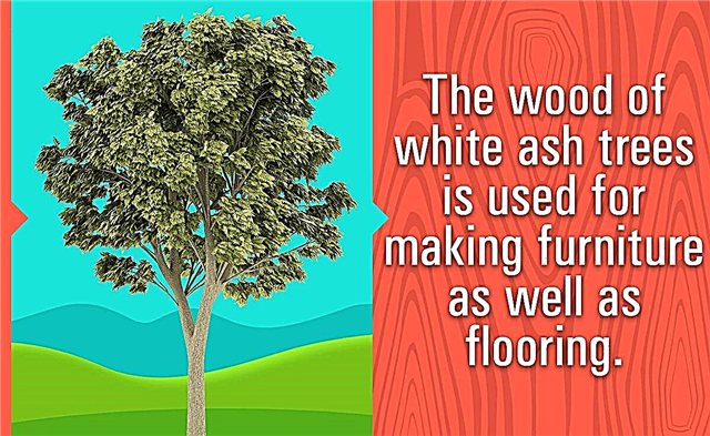 معلومات حول أشجار الرماد الأبيض