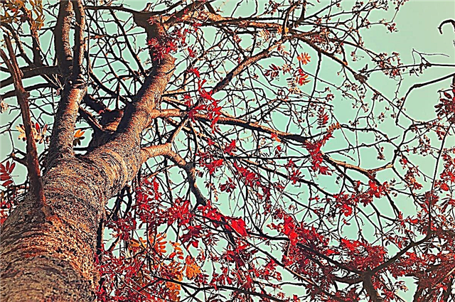 Flytande bärnstensfärgat träd