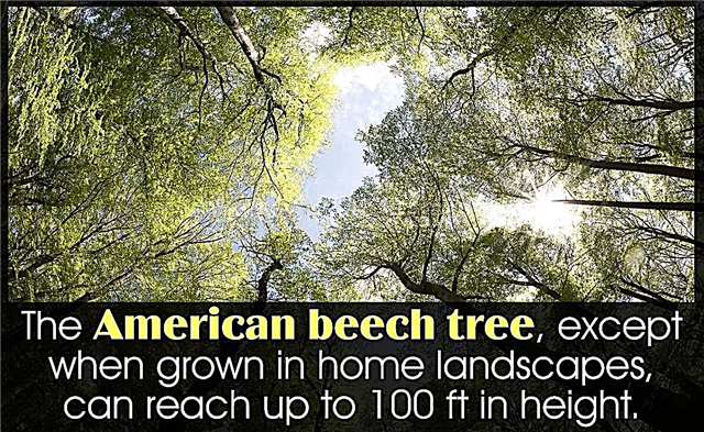 Amerikai bükkfa tények