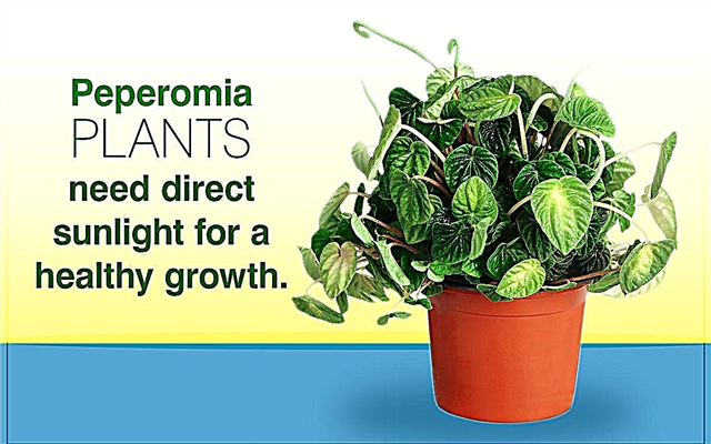 دليل نهائي للعناية الممتازة بنباتات Peperomia