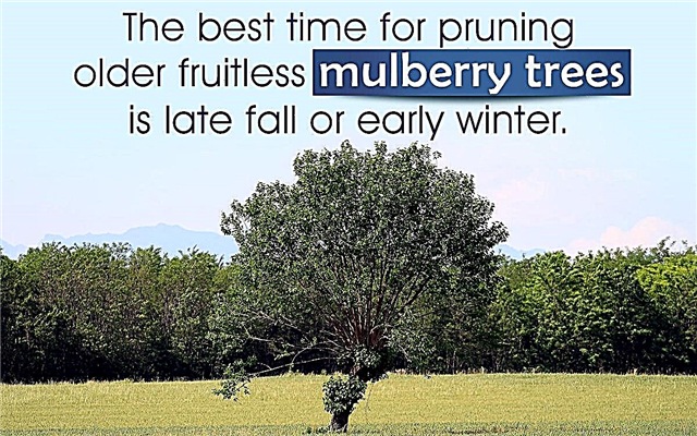Cara Memangkas Pokok Mulberry Tanpa Buah
