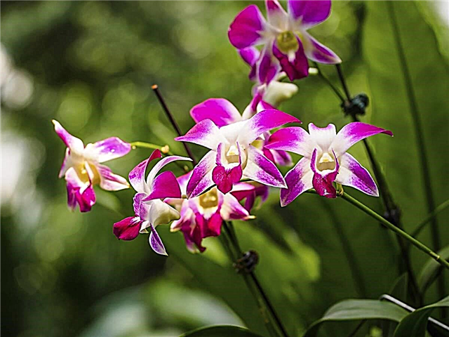 Phalaenopsise orhideede levinumad probleemid ja kuidas neid vältida